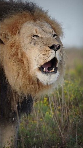 Facts about Lions - 10 amazing facts about the African Lion. #lion #lions #bigcats