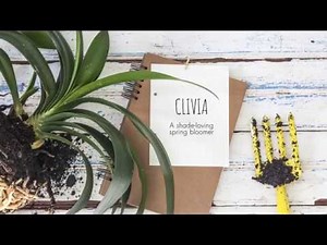 10 Waterwise plants for your garden.