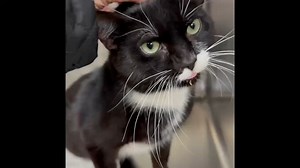 ADOPTED. ID 57826391 This handsome boy with the cute white puffs of fur under his nose is Mickey! He was sadly taken to the shelter when his family lost their home. Now sweet Mickey is in search of a furrrever home. Mickey is 6 years old; up to date on his vaccines; neutered, and FIV/FeLV negative. Understandably, Mickey is a bit unsure, and a tad shy in the shelter setting. But he is a very sweet kitty and loves being a couch potato. Mickey has always been an inside cat and has lived with other