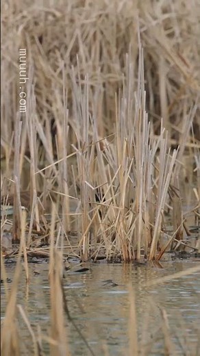 Defending Territory - Canada Goose (Branta canadensis) :: Animal Behaviour