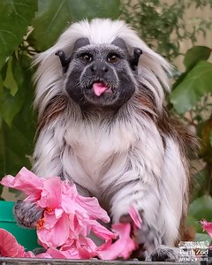 Flower power 🌺 📷 keeper Alexandra | Perth Zoo