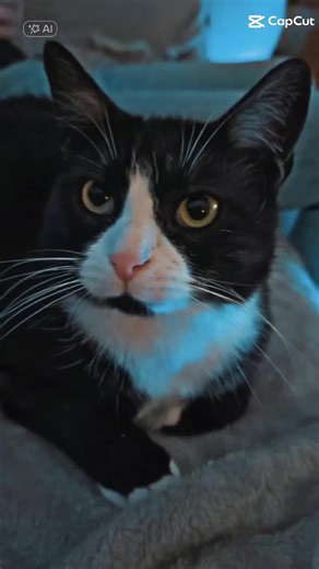 Amazing Cat Dance Video Compilation