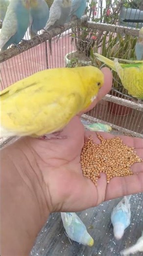 🧠インコが突然止まる理由を科学的に解説