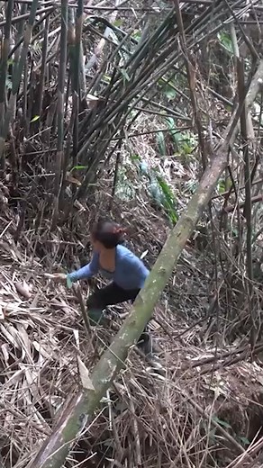 3.9K views · 55 reactions | Sugarcane planting - Meet the biggest python again in the forest #LYkF8zMSFn79mFTugERhg #DailyBushcraftLA #FreeBushcraft | Free Bushcraft | Facebook