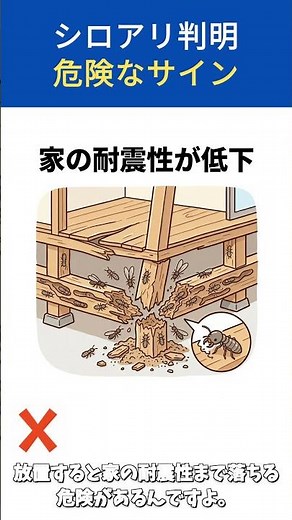 【絶対NG】家で羽アリを見つけても殺虫剤は使わないで！正しい対処法と危険なサイン #シロアリ