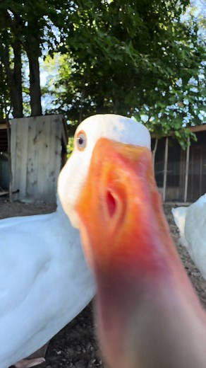 To serve and protect. Guard goose on the loose. #geese #goose #farmlife