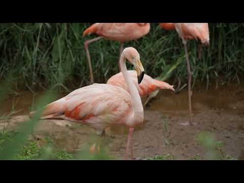 Flamingo sounds