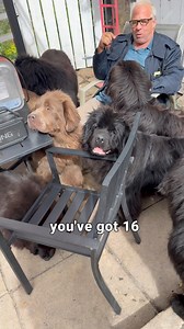 137K views · 4.6K reactions | Ever tried grooming a Newfoundland?...