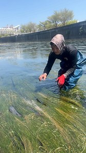 Lumulutang ang mga isda | KaFuji Master