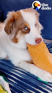 Watch this deaf Aussie get a GIANT upgrade on her favorite toy 🥕 | The Dodo