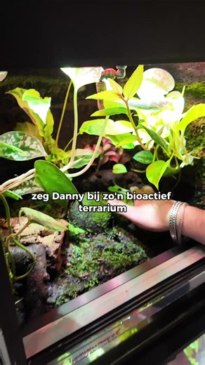 Bioactief terrarium uitleg: slim onderhoud & praktische tips