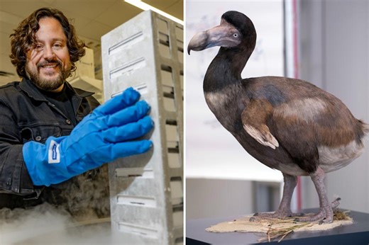 Texas company makes major breakthrough in de-extinction of dodo bird 300 years after it roamed Earth