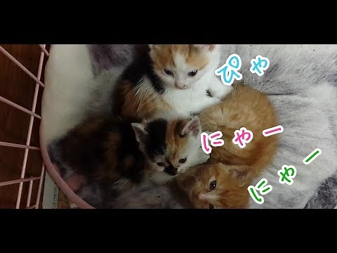 子猫の鳴き声がひとりだけ個性的でかわいい件 Kitten's voice is only slightly unique and cute