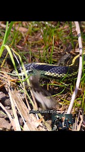 54K views · 1K reactions | How does a little frog grow up #tiktok #animalworld #frog | Favorite Movies | Facebook