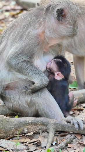Scared Mommy Jade Weaning Baby Monkey Jada #monkeyslife | Lovely Monkey | Facebook