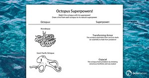 Free octopus activity book for kids (and adults!)