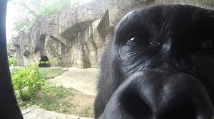 Kongo the silverback gorilla close up. Gorillas are very intelligent, have emotions and personalities, and live in family groups. | Cincinnati Zoo & Botanical Garden
