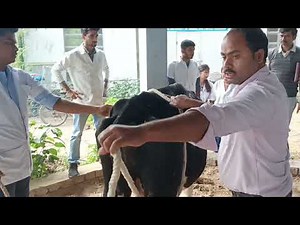 Method of casting animal || Casting of cattle || criss cross method