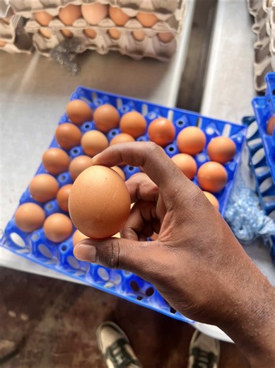 Order Fresh, High-Quality Eggs in Pretoria CBD!