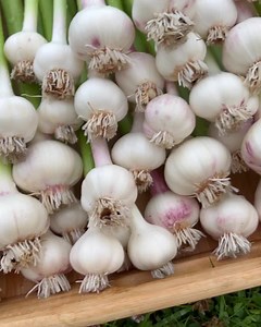 GARLIC GUIDE 📝 request for free ebook ! How to farm garlic 📍 • Gardeners in areas where the ground freezes should mulch garlic beds heavily with straw or leaves to ensure proper overwintering. - Mulch should be removed in the spring after the threat of frost has passed. (Young shoots can’t survive in temps below 20°F / -6°C on their own. In the spring, as warmer temperatures arrive, shoots will emerge through the ground. Cut off any flower shoots that emerge in spring. These may decrease bulb 