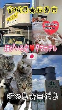 猫好き必見🐈‍⬛❣️石巻タマホテル＆田代島を1泊2日で満喫してきた🐈🐾 #タマホテル #石巻タマホテル #石巻観光 #田代島 #猫島