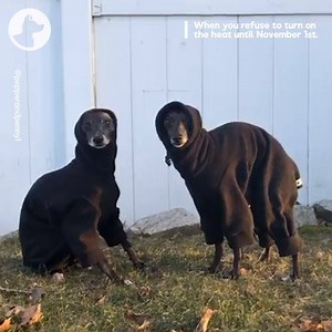 117K views · 2.2K reactions | When you refuse to turn on the heat until November 1st  | Go Fetch | Facebook