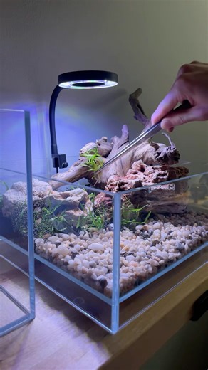 Aquascape set up #aquascapegallery #aquascape