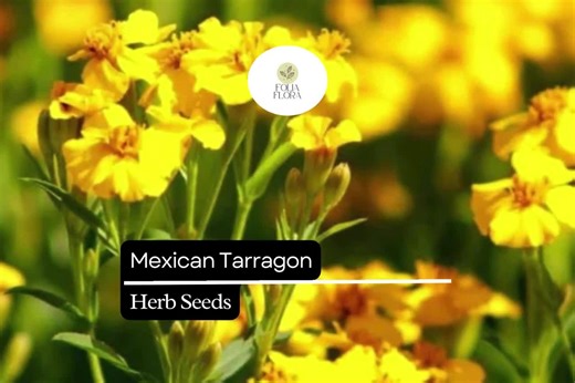 100 Seeds Mexican Tarragon (tagetes Lucida) – Heirloom Herb With Sweet Licorice Flavor - Etsy