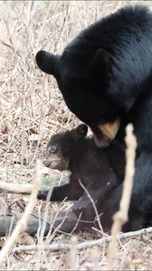 107K views · 7.5K reactions | Watch as this Alaskan black bear sow...