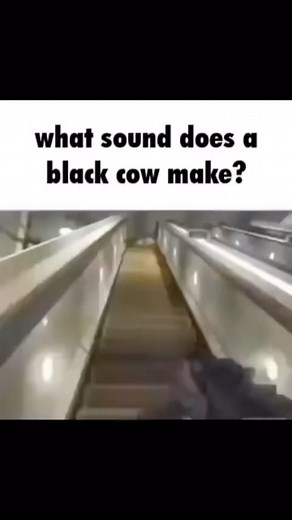 Comedy | Video Games | Viral Videos | The black cow says….. Do you play CoD? | Instagram
