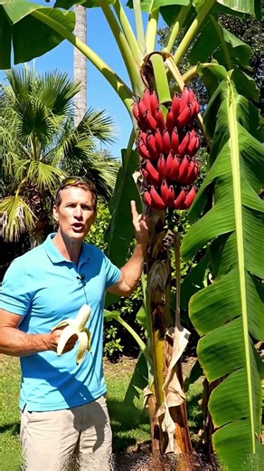 Why Farmers "Destroy" Banana Trees 🔪🍌