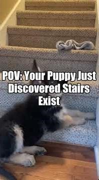 Best of GSD — Top Moments Compilation