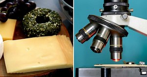 Science Geek Observes Cheese That Comes in Plastic Wrapping Under Microscope- Reveals Alarming Amount of Microplastics