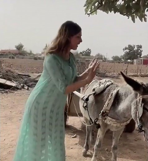 Donkey with woman