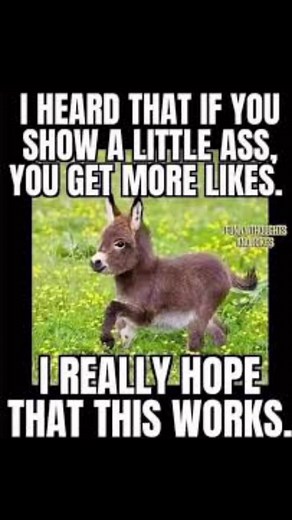 Laughter is the best medicine.🤣🤣🤣🤣🤣🤣🤣🤣🤣🤣🤣#funnypictures #funnyreelsvideo #funnyanimals #funny #hilarious #fypシ゚ #fypシ゚viralシ #laughter #laughing #laughs #LaughOutLoud #laughteristhebestmedicine #laughterisgoodforthesoul | Wanda Pearson