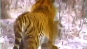 882K views · 4K reactions | Leopard vs pitbull. Jaguar, tiger, wolf, crocodile kill dogs. Puma vs Doberman Wild animals kill dog | Universal hunting videos and photos | Facebook