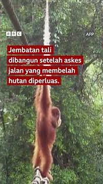 Orang utan menyeberang jembatan tali buatan manusia yang menghubungkan hutannya - BBC News Indonesia