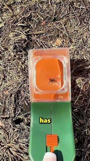 Amazing Device To Quickly Catch Cockroaches 😱