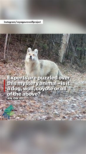 1.3M views · 8.3K reactions | A mysterious canine-like creature caught on camera in the Midwest wilds has experts scratching their heads — and scrambling to identify the baffling beast. | New York Post | Facebook