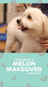 Sweeten up their summer with a Melon Makeover! 🍉🐾 For a limited time, treat your pet to a refreshing grooming experience that’s as cute as it is clean. ✨ Keep your pet cool and looking great with a full-service groom. Book now before this sweet deal disappears! | Petsense by Tractor Supply
