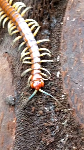 Giant Centipede in New Zealand: Fascinating Facts Revealed!