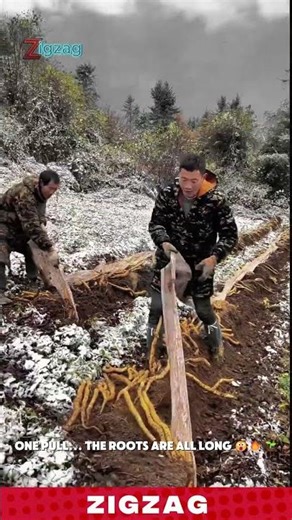 Smart & Efficient Mulch Pulling Technique for Operating and Maximizing in Large-Scale Yam-Farming