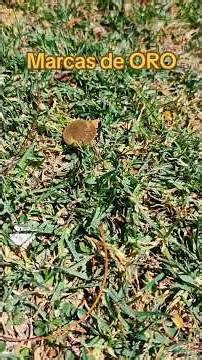 🇲🇽‼️My Metal Detector Marks with Gold Coins‼️ #viral #metaldetecting #treasure #gold