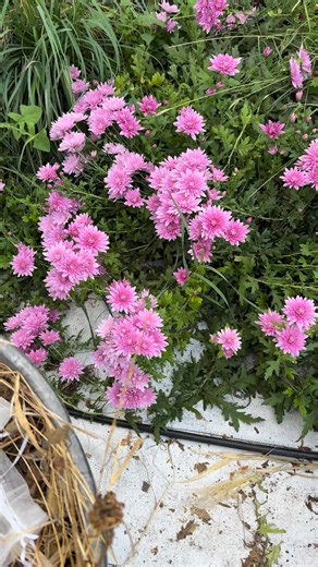 Full blooms!! I’ll be @ amarillo winter farmers market !! | La Casa de las Flores Amarillo Tx