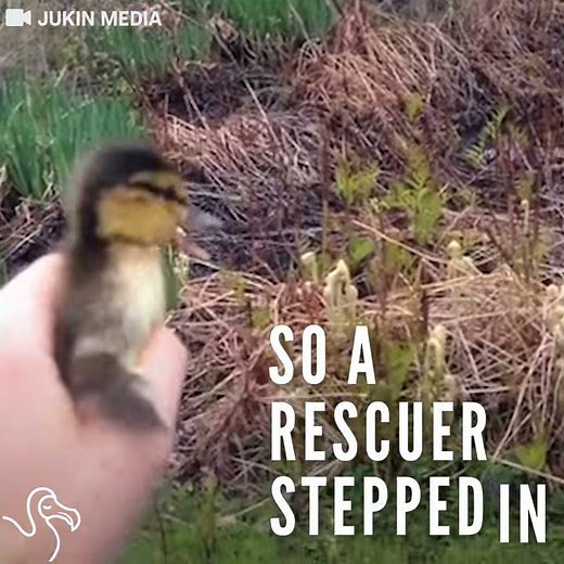 Worried Mother Duck Quacks Until Her Baby Finds His Way Back To Her
