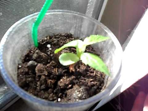 How to Germinate Apple and Pear Seeds Quickly and Easily