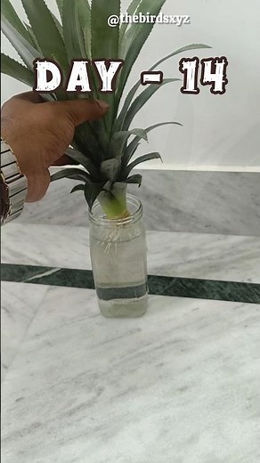 How to propagate a Pineapple in water #gardening #pineapple