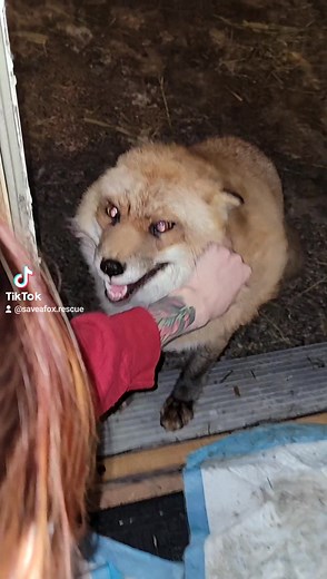 5.5M views · 139K reactions | Finnegan fox is excited for walk time! 殺力 | Saveafox Corporation | Facebook