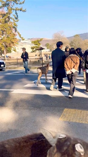 人間と一緒に横断する鹿さん🫎NARA PARK