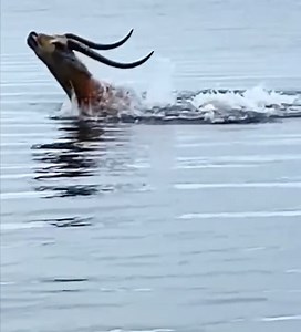 Animal Planet TV on Reels